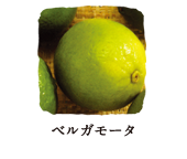 ベルガモータ
