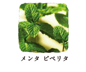 メンタ ピペリタ